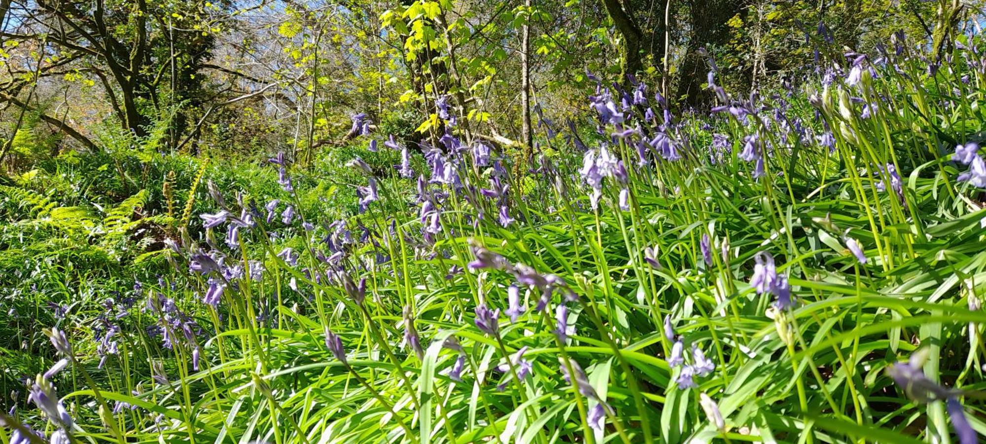 Wisteria Barn, Trewethen, St Teath, Nr Port Isaac Villa Saint Teath Bagian luar foto